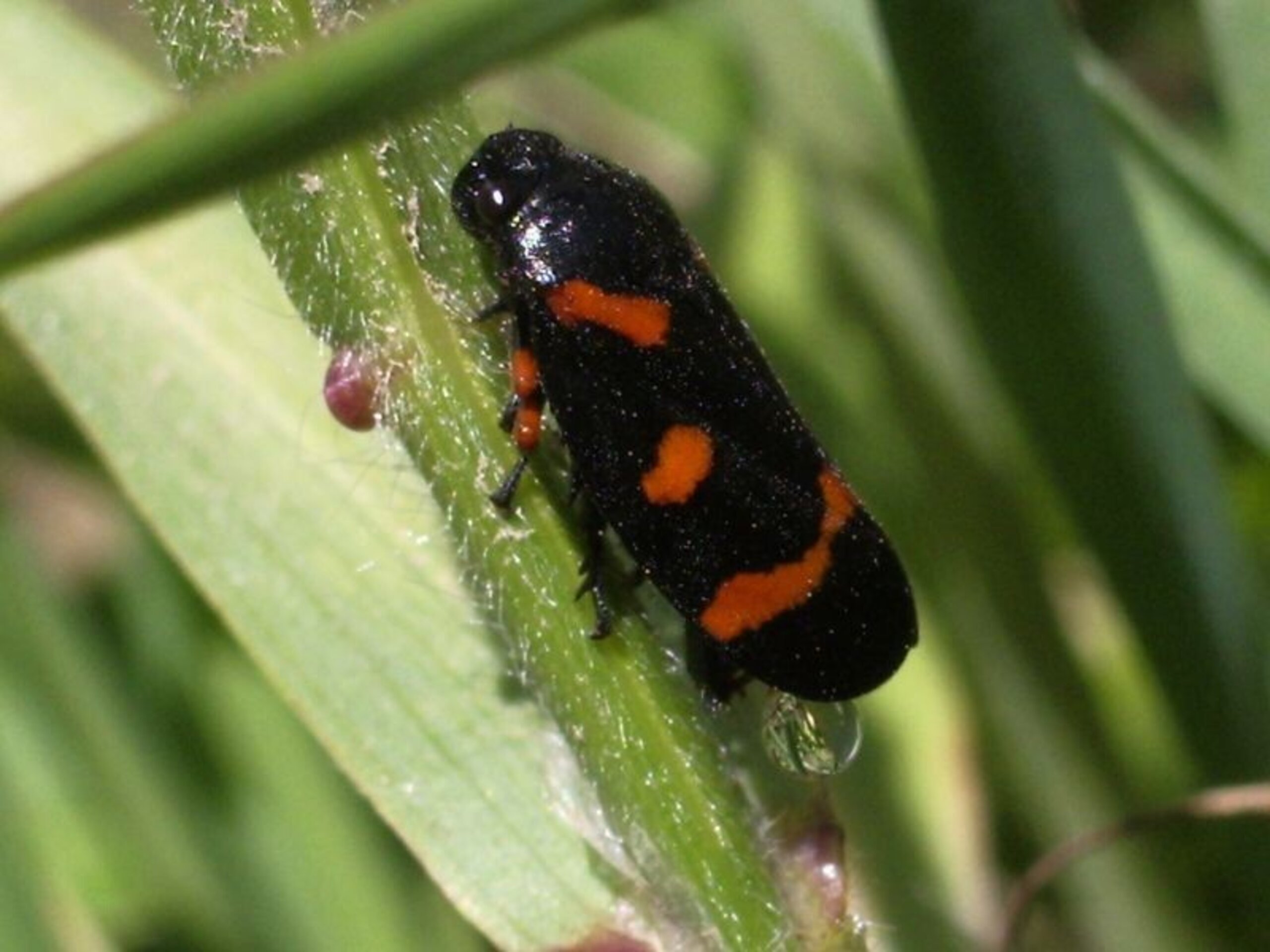 INSECTOS DE TODO EL MUNDO